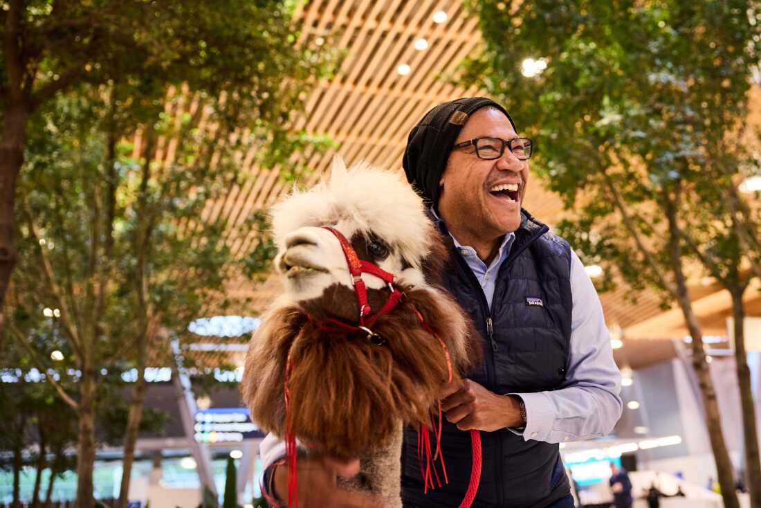 Captain Jack the Alpaca is brown and white and fluffy. A man who looks like he's laughing is hugging her.