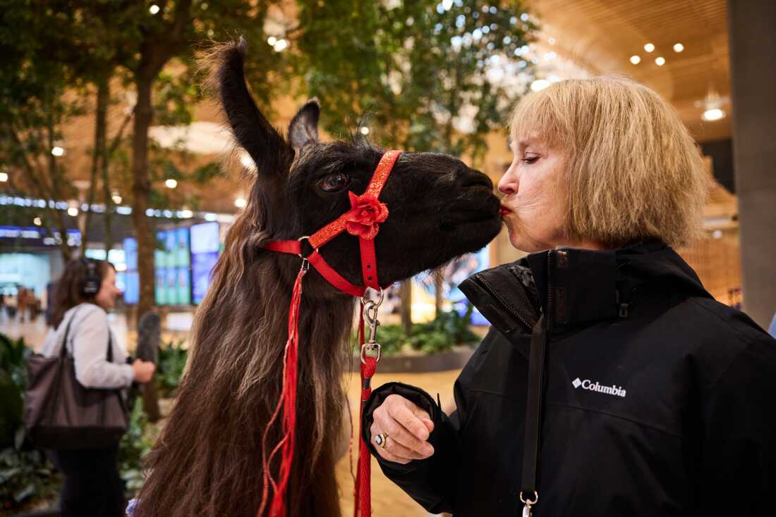 Lori Sackett, a woman wearing a black fur jacket, appears to kiss Beni the Llama.