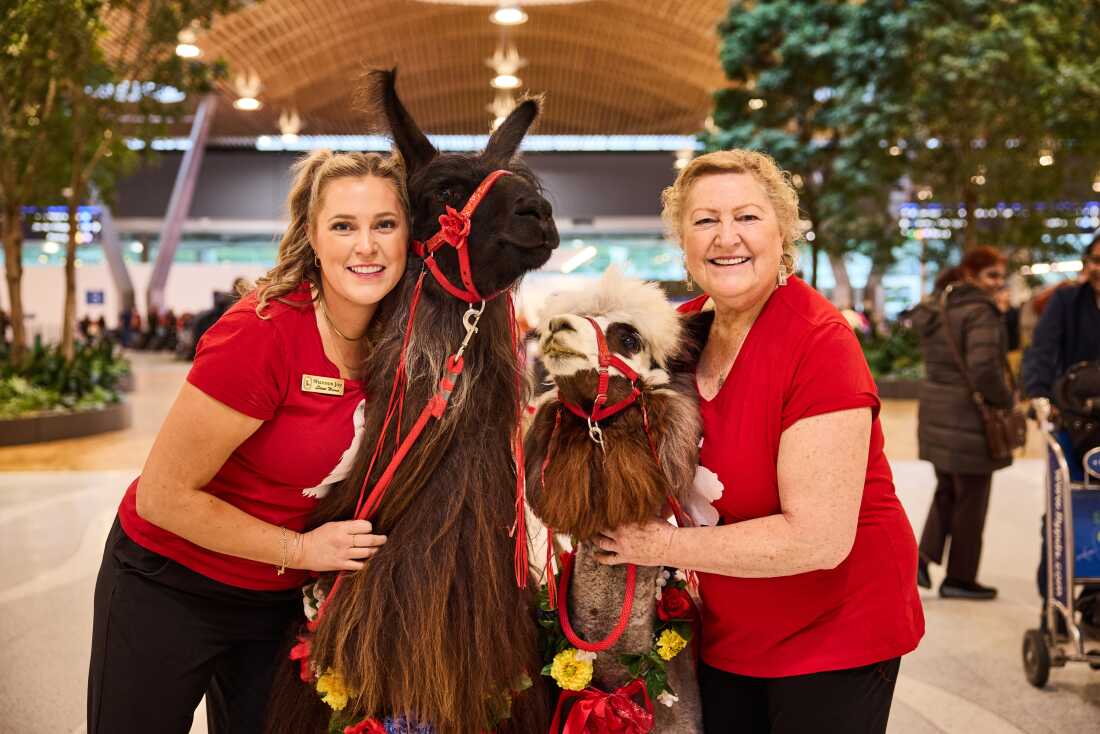 Shannon Joy (left) and her mother Lori Gregory of Mountain Peaks Therapy Llamas & Alpacas, pose with Beni and Captain Jack at Portland International Airport on October 31, 2024.