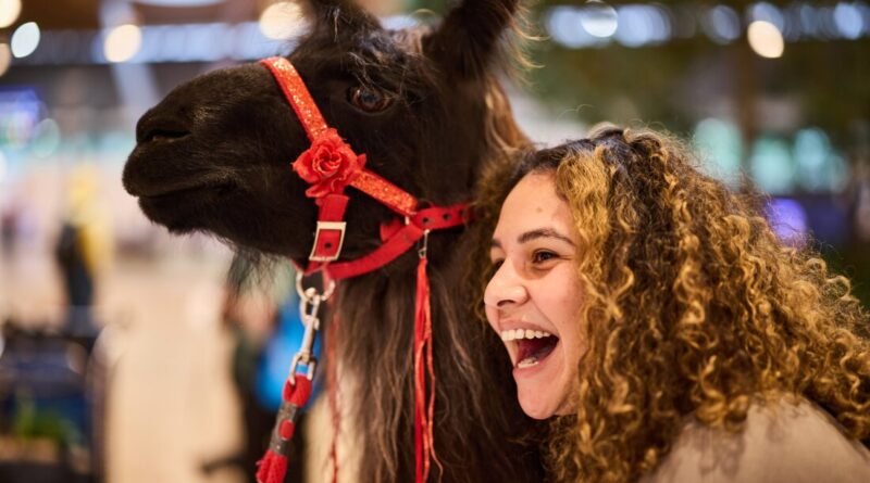 A young woman laughs and smiles as she hugs Beni the llama, who has a brown face and long, long fur. The animal is wearing a red harness with a flower.