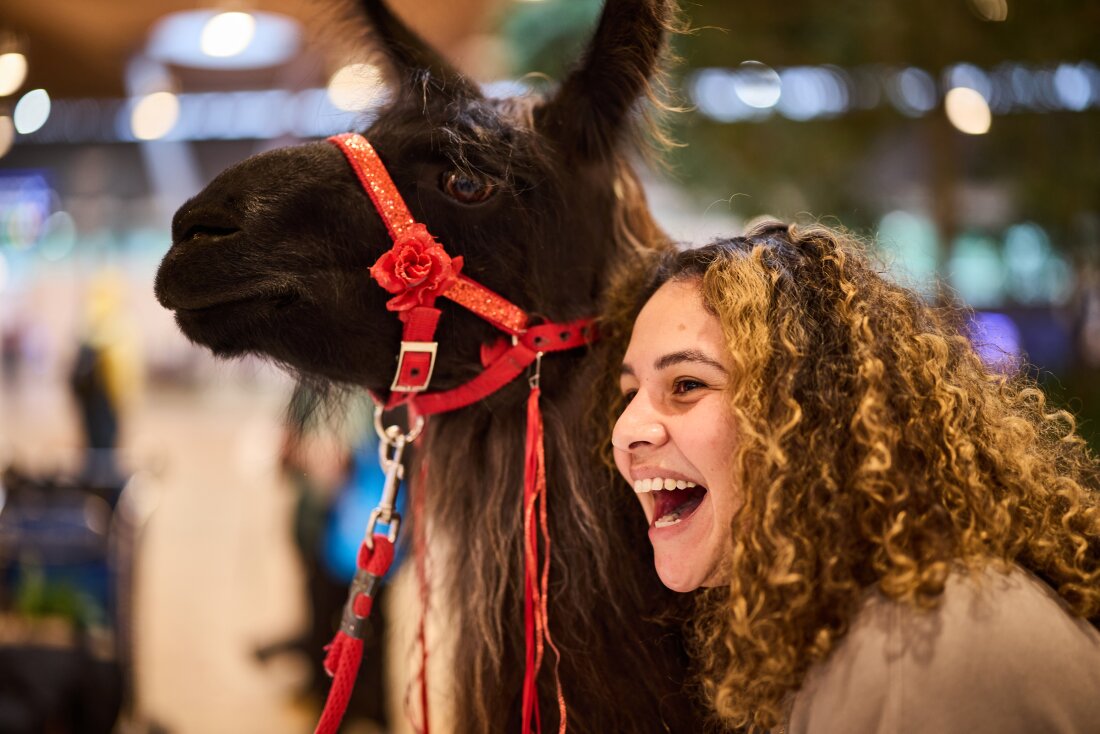 A young woman laughs and smiles as she hugs Beni the llama, who has a brown face and long, long fur. The animal is wearing a red harness with a flower. 